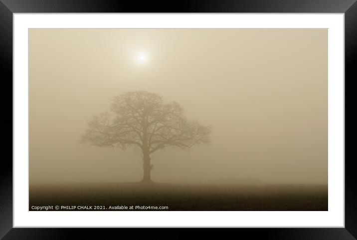 Lone oak tree at sunrise in the mist 377 Framed Mounted Print by PHILIP CHALK