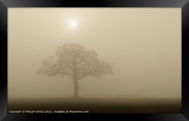 Lone oak tree at sunrise in the mist 377 Framed Print by PHILIP CHALK