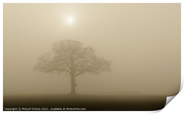 Lone oak tree at sunrise in the mist 377 Print by PHILIP CHALK