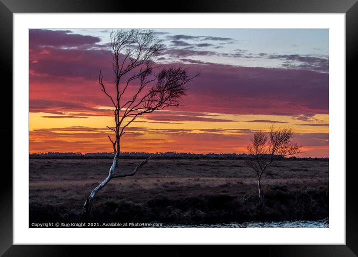 Dramatic New Forest Sunset Framed Mounted Print by Sue Knight