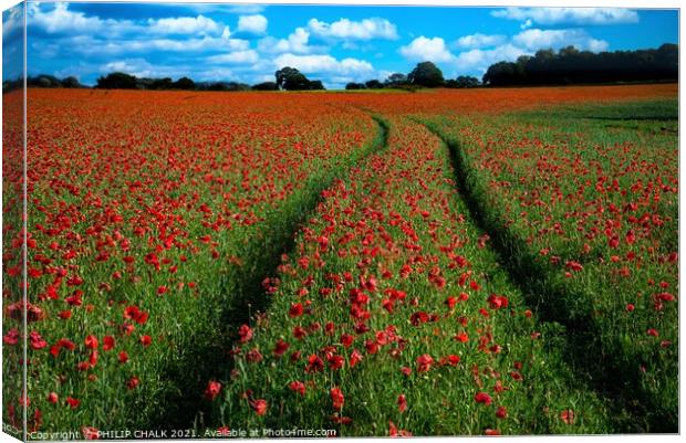 Poppy field with tractor tracks 378  Canvas Print by PHILIP CHALK