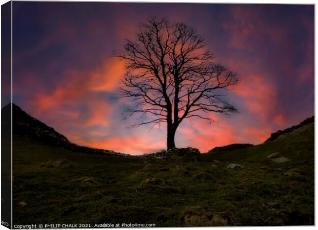 Sycamore gap sunset 379  Canvas Print by PHILIP CHALK