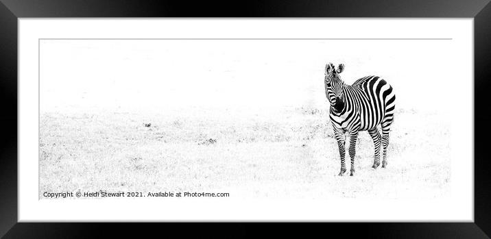 Zebra Framed Mounted Print by Heidi Stewart