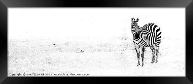 Zebra Framed Print by Heidi Stewart