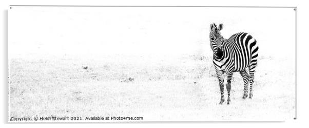 Zebra Acrylic by Heidi Stewart
