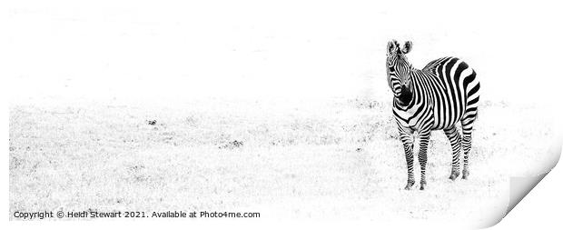 Zebra Print by Heidi Stewart