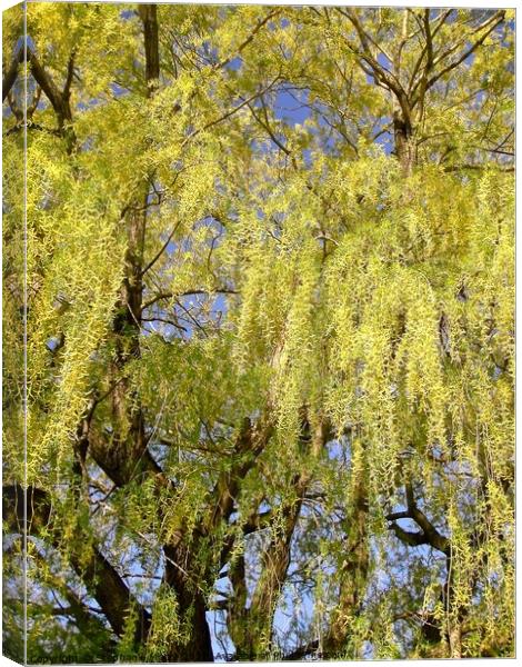 Enormous Willow tree Canvas Print by Stephanie Moore