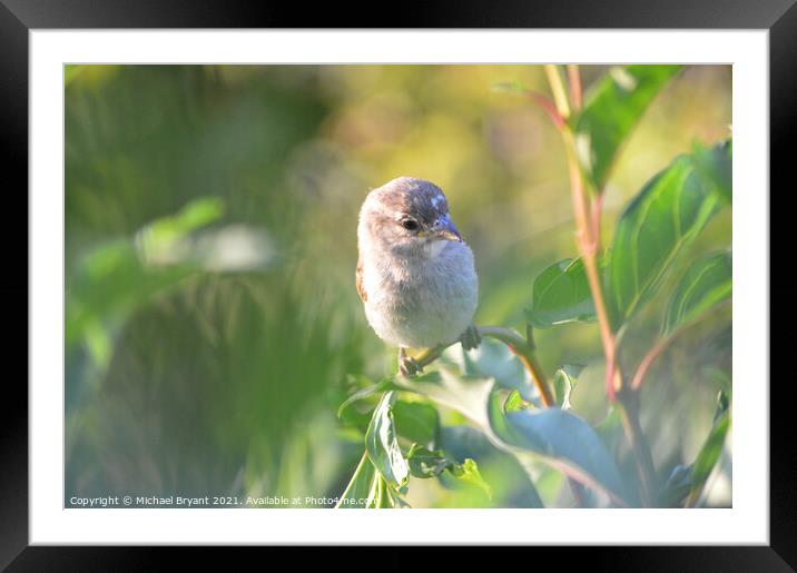 A sparrow pearched on a branch Framed Mounted Print by Michael bryant Tiptopimage