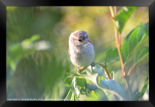 A sparrow pearched on a branch Framed Print by Michael bryant Tiptopimage