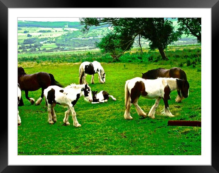 Vanner Horses in the rain Framed Mounted Print by Stephanie Moore