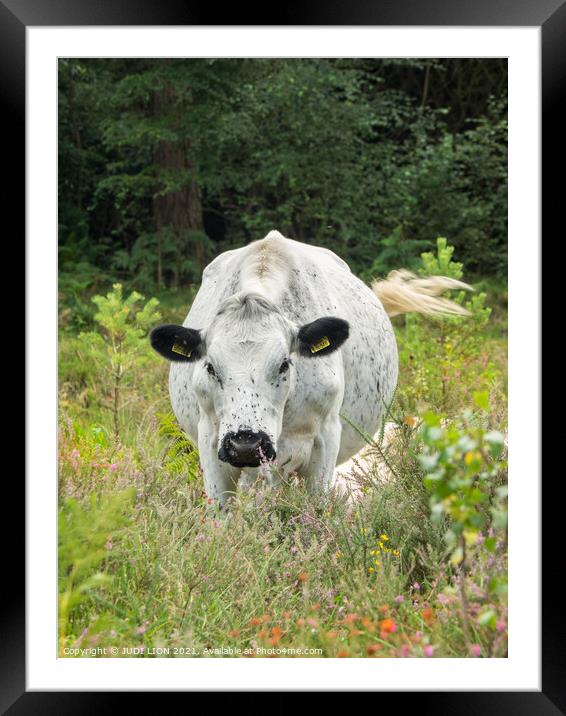 English White Cow Framed Mounted Print by JUDI LION