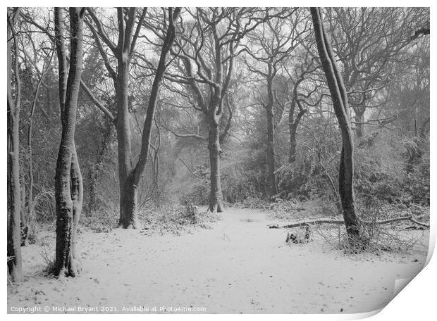 snow in pudsey forest in clacton Print by Michael bryant Tiptopimage