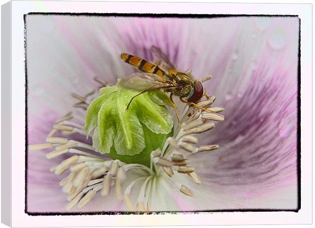 Hover Fly Canvas Print by peter tachauer