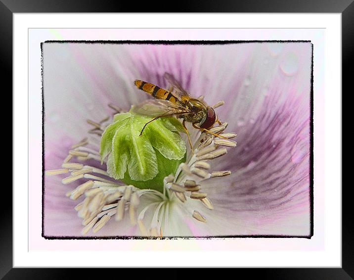 Hover Fly Framed Mounted Print by peter tachauer