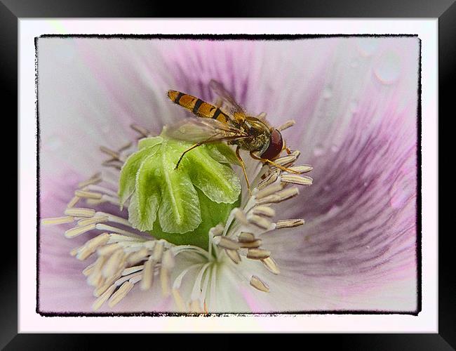 Hover Fly Framed Print by peter tachauer