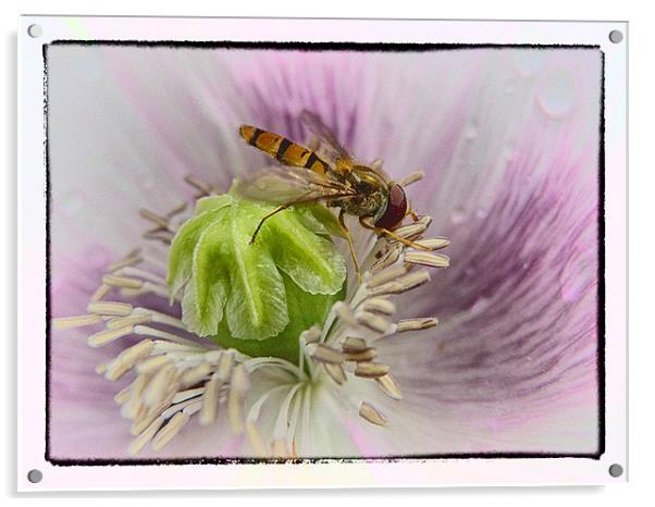 Hover Fly Acrylic by peter tachauer