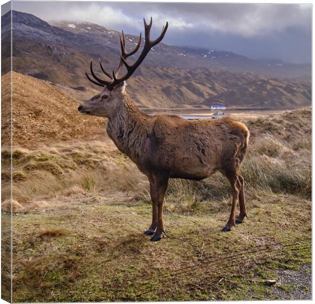 King of the Highlands, Ling Hut at Torridon Canvas Print by mary spiteri