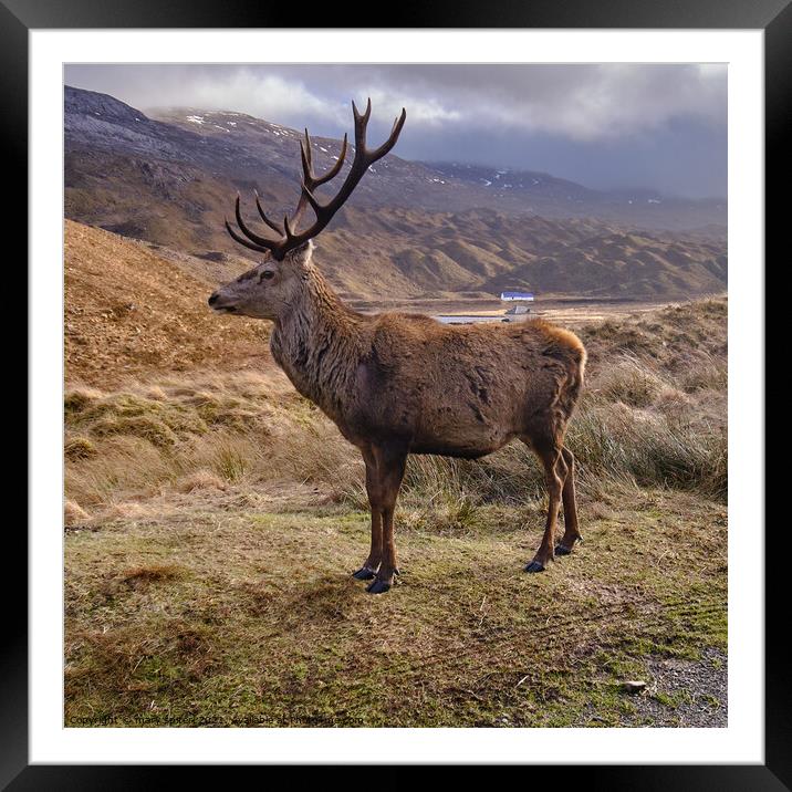 King of the Highlands, Ling Hut at Torridon Framed Mounted Print by mary spiteri