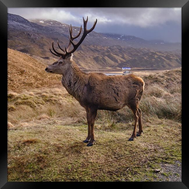 King of the Highlands, Ling Hut at Torridon Framed Print by mary spiteri