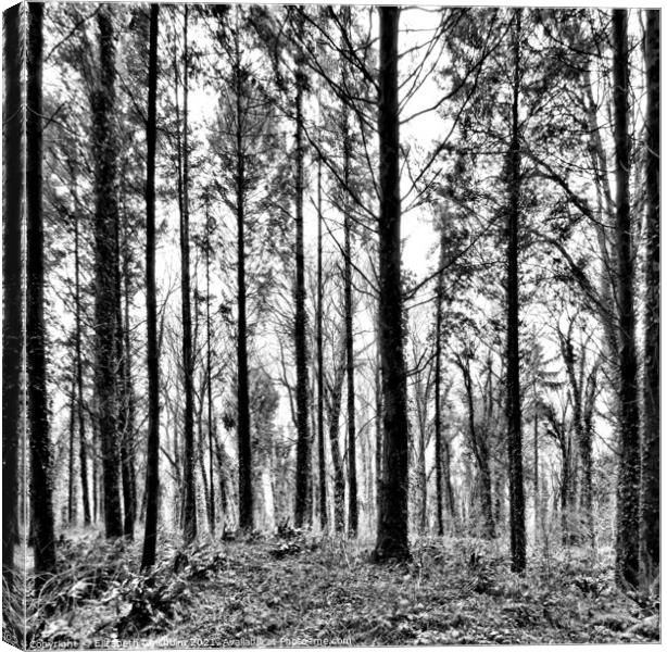 Forest Trees in Black and White Canvas Print by Elizabeth Chisholm