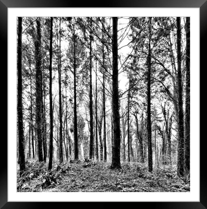 Forest Trees in Black and White Framed Mounted Print by Elizabeth Chisholm