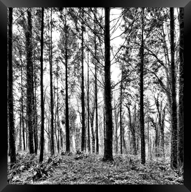 Forest Trees in Black and White Framed Print by Elizabeth Chisholm