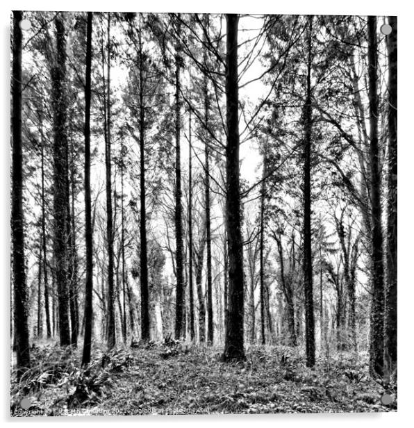 Forest Trees in Black and White Acrylic by Elizabeth Chisholm