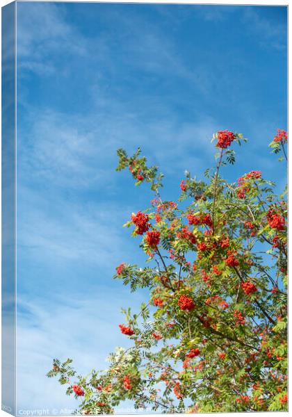 Rowan Tree in Berry against Blue Sky Canvas Print by Allan Bell