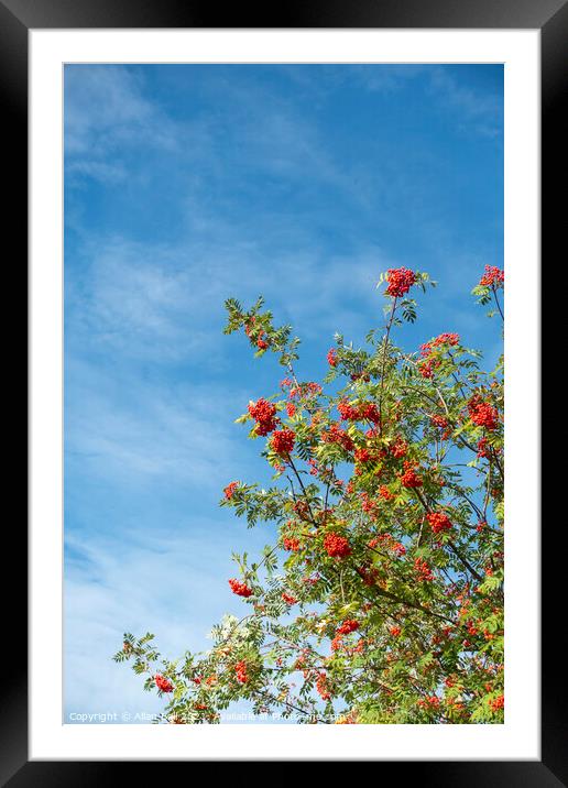 Rowan Tree in Berry against Blue Sky Framed Mounted Print by Allan Bell