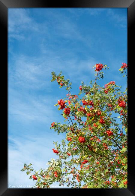 Rowan Tree in Berry against Blue Sky Framed Print by Allan Bell