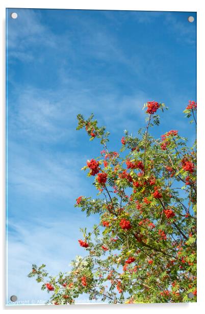 Rowan Tree in Berry against Blue Sky Acrylic by Allan Bell