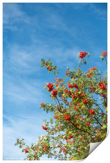 Rowan Tree in Berry against Blue Sky Print by Allan Bell