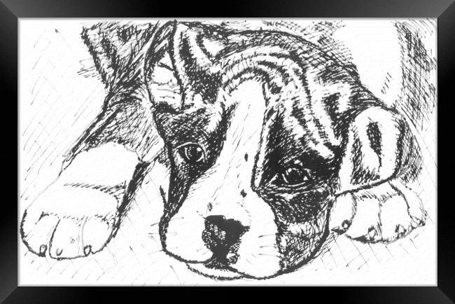 Boxer Pup Drawing in Black Ink Framed Print by Terry Senior