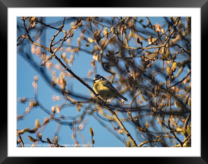 Great Tit in the branches. Framed Mounted Print by Mark Ward