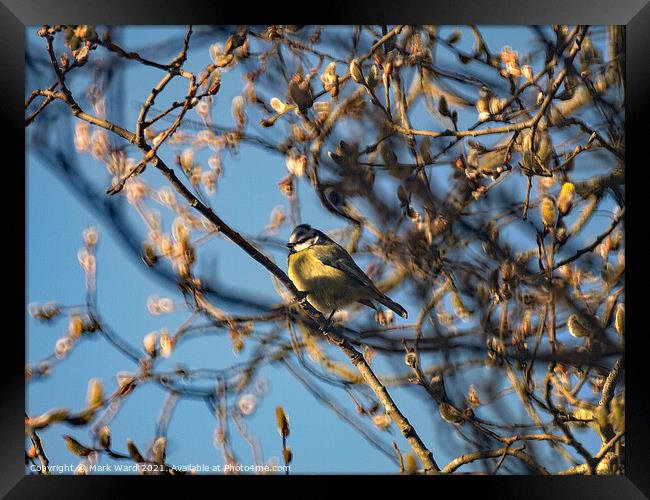 Great Tit in the branches. Framed Print by Mark Ward