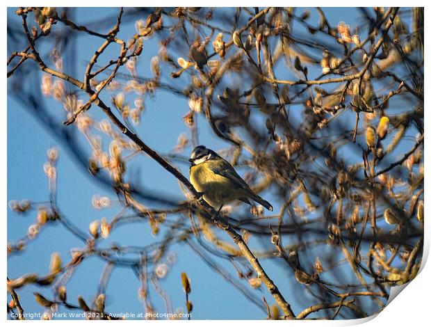 Great Tit in the branches. Print by Mark Ward