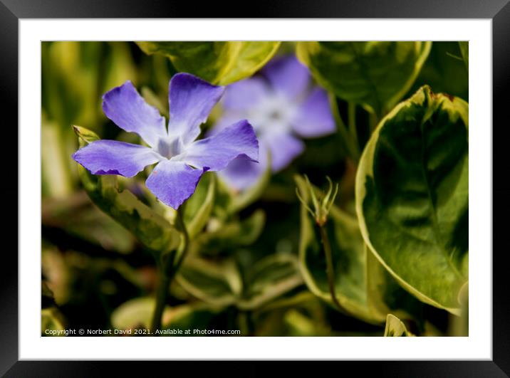 Periwinkle Framed Mounted Print by Norbert David