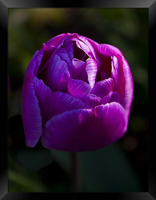 Purple tulip Framed Print by Peter Elliott 