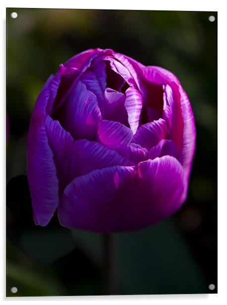 Purple tulip Acrylic by Peter Elliott 
