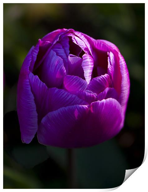 Purple tulip Print by Peter Elliott 