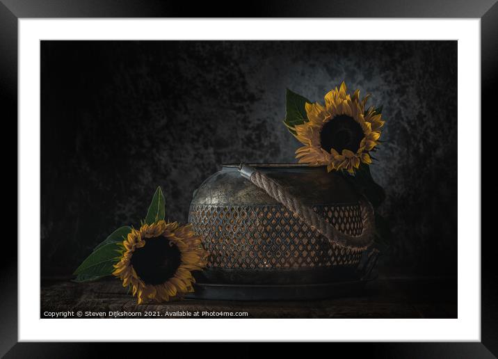 A close up of sunflowers as a still life Framed Mounted Print by Steven Dijkshoorn