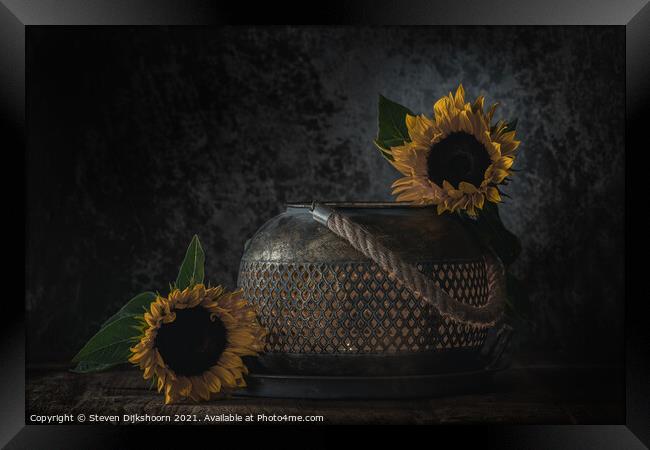 A close up of sunflowers as a still life Framed Print by Steven Dijkshoorn