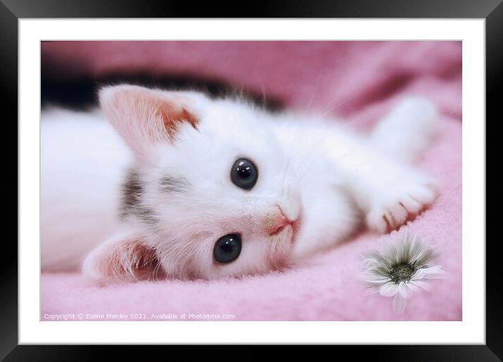Snow White   animal   cat  kitten Framed Mounted Print by Elaine Manley