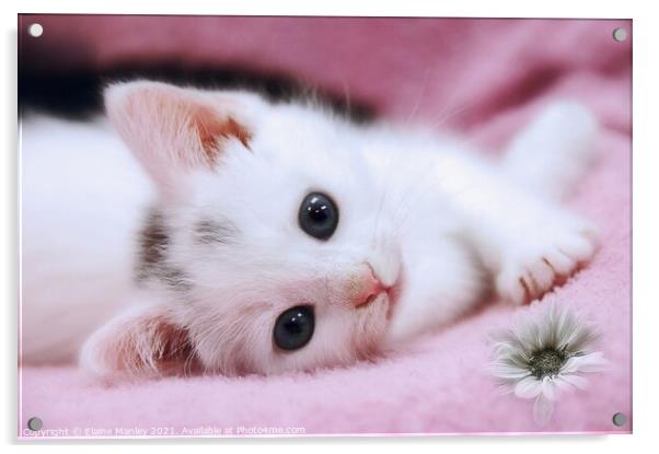 Snow White   animal   cat  kitten Acrylic by Elaine Manley