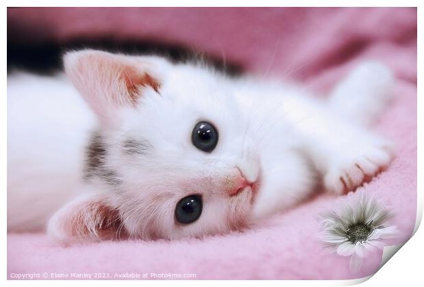 Snow White   animal   cat  kitten Print by Elaine Manley