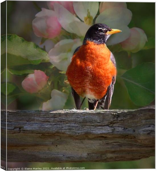 Robin and Spring Blossoms  Canvas Print by Elaine Manley