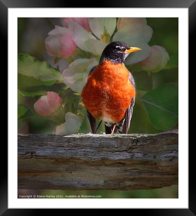 Robin and Spring Blossoms  Framed Mounted Print by Elaine Manley