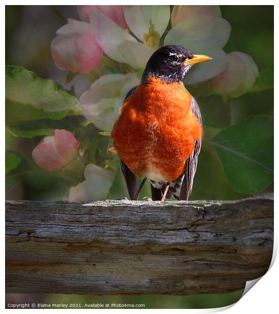Robin and Spring Blossoms  Print by Elaine Manley