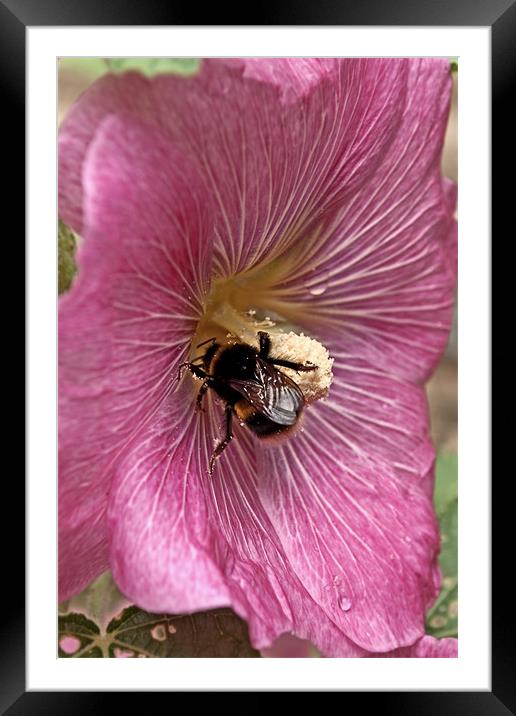 Hollyhock Bee Framed Mounted Print by Karen Martin