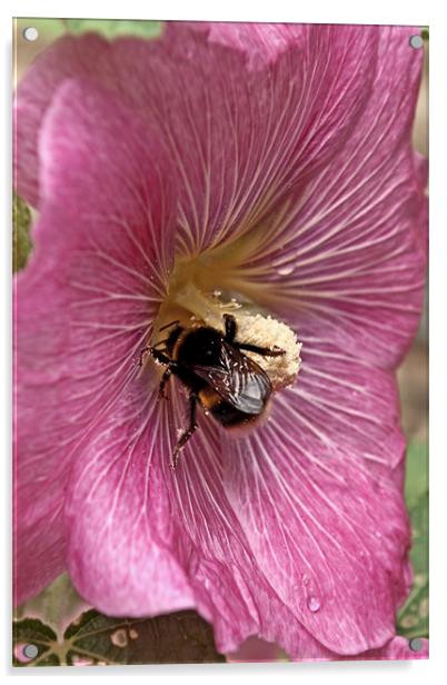 Hollyhock Bee Acrylic by Karen Martin